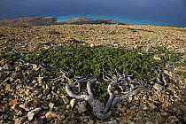 Gnidia (Gnidia socotrana) tree stunted by strong winds, Hadibu, Socotra, Yemen