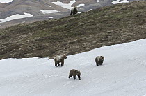 Grizzly Bear (Ursus arctos horribilis) male running after female and yearling cubs, possibly to kill cubs, Alaska