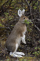 Snowshoe Hare (Lepus americanus) browsing, coat turning white for winter, Alaska