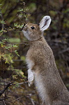 Snowshoe Hare (Lepus americanus) browsing, coat turning white for winter, Alaska