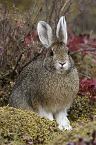 Snowshoe Hare (Lepus americanus) coat turning white for winter, Alaska