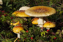 Fly Agaric (Amanita muscaria) mushrooms, highly poisonous, Yukon, Canada