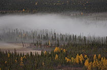 Mist over boreal forest, Slana River, Alaska