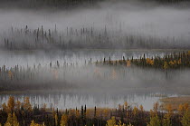 Mist over boreal forest, Slana River, Alaska