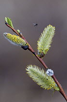 Willow (Salix sp) catkins and mosquito, Wrangell-St. Elias National Park, Alaska