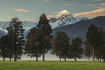 Pastures in the morning with Mount Tasman in background, Westland Tai Poutini National Park, New Zealand