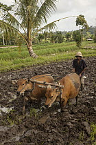 Domestic Cattle (Bos taurus) pulling plough in rice paddy, Bali, Indonesia