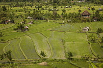 Rice (Oryza sativa) paddy fields, Bali, Indonesia