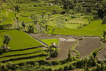 Rice (Oryza sativa) paddy fields on terraced hillside, Bali, Indonesia