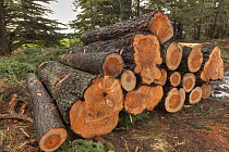 Monterey Cypress (Cupressus macrocarpa) logs felled and ready for transport, Canterbury, South Island, New Zealand
