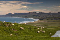 Domestic Sheep (Ovis aries) flock grazing near coast, Moeraki Beach, Otago, South Island, New Zealand