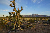 Joshua Tree (Yucca brevifolia) in desert, Arizona