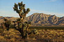Joshua Tree (Yucca brevifolia) in desert, Arizona