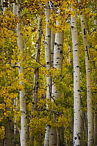 Quaking Aspen (Populus tremuloides) forest in autumn, Colorado