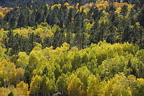 Quaking Aspen (Populus tremuloides) trees in mixed deciduous and coniferous forest in autumn, Colorado