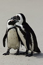 Black-footed Penguin (Spheniscus demersus) pair courting, Cape Peninsula, South Africa