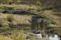 American Beaver (Castor canadensis) dams on stream, Colorado