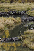 American Beaver (Castor canadensis) dams on stream, Colorado