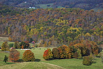 Deciduous forest in autumn, Blue Ridge Parkway, Virginia