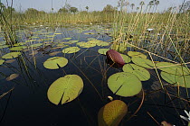 Water Lily (Nymphaea sp) pads, Okavango Delta, Botswana