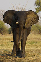 African Elephant (Loxodonta africana) sub-adult in defensive posture, Okavango Delta, Botswana