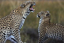 Leopard (Panthera pardus) mother yawning near cub, Okavango Delta, Botswana