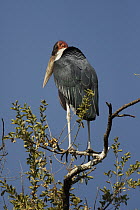 Marabou Stork (Leptoptilos crumeniferus), Okavango Delta, Botswana