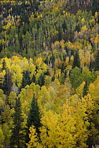Quaking Aspen (Populus tremuloides) forest in autumn, Colorado