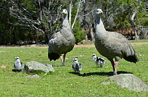 Cape Barren Goose (Cereopsis novaehollandiae) four to six day old chicks with highly vigilant parents, Maria Island National Park, Tasmania, Australia