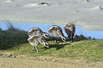 Cape Barren Goose (Cereopsis novaehollandiae) chicks grazing, Maria Island National Park, Tasmania, Australia