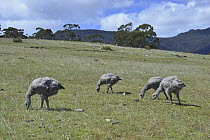 Cape Barren Goose (Cereopsis novaehollandiae) forty to fifty day old chicks grazing, Maria Island National Park, Tasmania, Australia