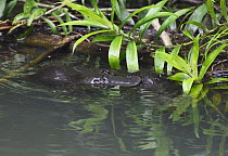 Platypus (Ornithorhynchus anatinus) male grasping female's tail in courtship behavior, Atherton Tableland, Queensland, Australia. Sequence 1 of 3