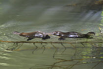 Platypus (Ornithorhynchus anatinus) male grasping female's tail in courtship behavior, Atherton Tableland, Queensland, Australia. Sequence 2 of 2