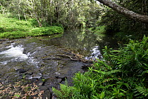 Platypus (Ornithorhynchus anatinus) habitat, a small creek in rainforest, Atherton Tableland, Queensland, Australia