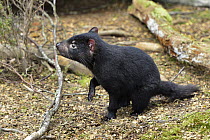 Tasmanian Devil (Sarcophilus harrisii) ten month old joey, Cradle Mountain-Lake Saint Clair National Park, Tasmania, Australia