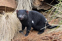 Tasmanian Devil (Sarcophilus harrisii) nine month old joey, Central Highlands, Tasmania, Australia