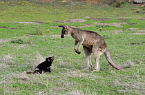 Tasmanian Devil (Sarcophilus harrisii) two year old female investigating Eastern Grey Kangaroo (Macropus giganteus) male to see if it can be preyed upon, Central Highlands, Tasmania, Australia. Sequen...