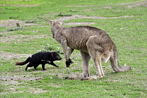 Tasmanian Devil (Sarcophilus harrisii) two year old female investigating Eastern Grey Kangaroo (Macropus giganteus) male to see if it can be preyed upon, Central Highlands, Tasmania, Australia. Sequen...