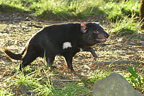 Tasmanian Devil (Sarcophilus harrisii) male, Central Highlands, Tasmania, Australia