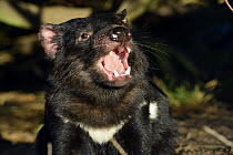 Tasmanian Devil (Sarcophilus harrisii) in defensive threat display, Central Highlands, Tasmania, Australia