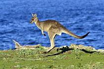 Eastern Grey Kangaroo (Macropus giganteus) juvenile male hopping, Maria Island National Park, Tasmania, Australia