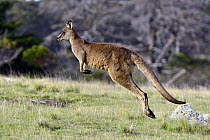 Eastern Grey Kangaroo (Macropus giganteus) male hopping, Maria Island National Park, Tasmania, Australia
