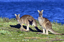 Eastern Grey Kangaroo (Macropus giganteus) juveniles on alert, Maria Island National Park, Tasmania, Australia