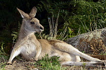 Eastern Grey Kangaroo (Macropus giganteus) female reclining, northeastern Tasmania, Australia