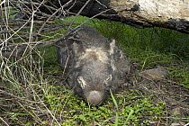 Common Wombat (Vombatus ursinus) with sarcoptic skin mange, which will eventually kill it, southeastern Australia