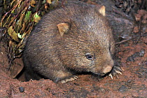 Common Wombat (Vombatus ursinus) emerging from burrow, Maria Island National Park, Tasmania, Australia