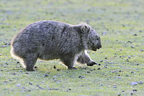 Common Wombat (Vombatus ursinus) on lawn, Maria Island National Park, Tasmania, Australia
