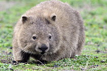 Common Wombat (Vombatus ursinus) on lawn, Maria Island National Park, Tasmania, Australia