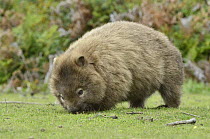 Common Wombat (Vombatus ursinus) grazing on lawn, Maria Island National Park, Tasmania, Australia