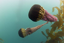 Black Sea Nettle (Chrysaora achlyos) jellyfish, San Diego, California